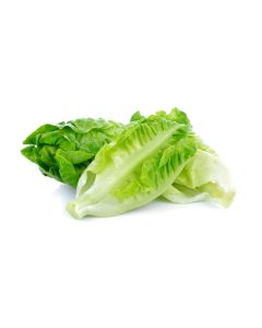 Baby Romaine