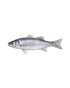 Fresh Sea Bass